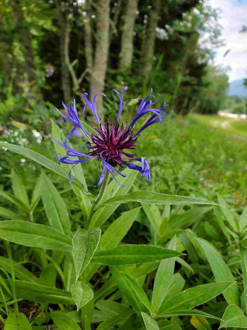 Centaurea montanum